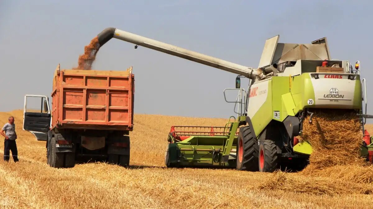 Фото:© Владимир Исаенко / Glavagronom.ru Уборка зерновых в России