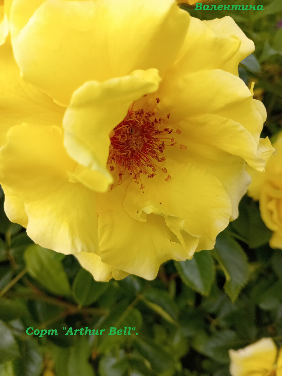 Сорт "Артур Белл" с розовыми тычинками.