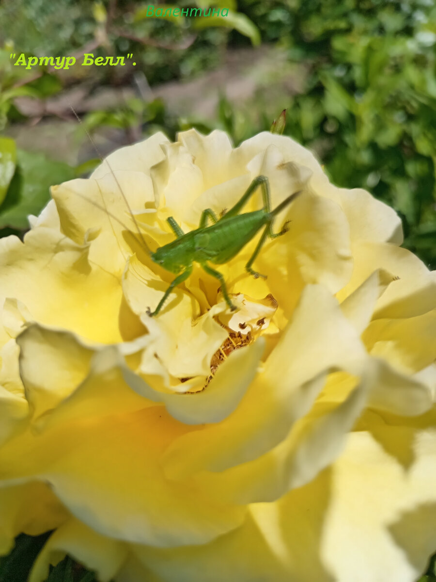 Очень нравится "Артур Белл" насекомым из моего сада!