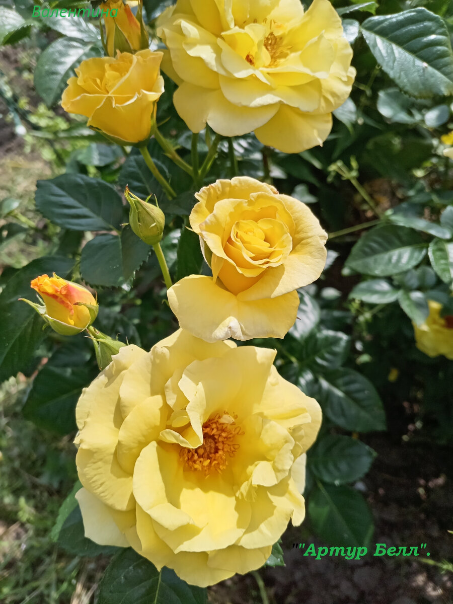 Сорт "Артур Белл". Все бутончики с румянцем.