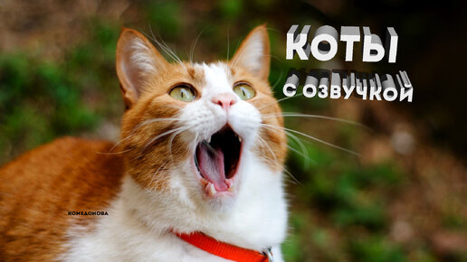 смешные коты с озвучкой до слёз. смешные животные с озвучкой до слёз. коты с озвучкой до слёз. коты с озвучкой. мемы с котами до слёз.