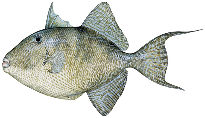 Balistes capriscus
