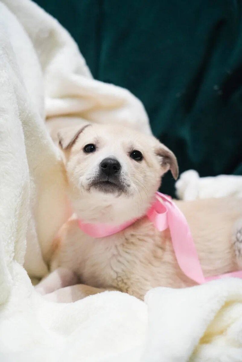 щенки в добрые руки. отдам собачку. щенки в добрые руки. собачки даром. щенки в москва и московская.