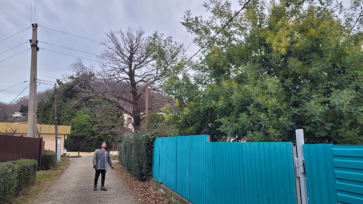 По дороге к почте начинает цвести мимоза