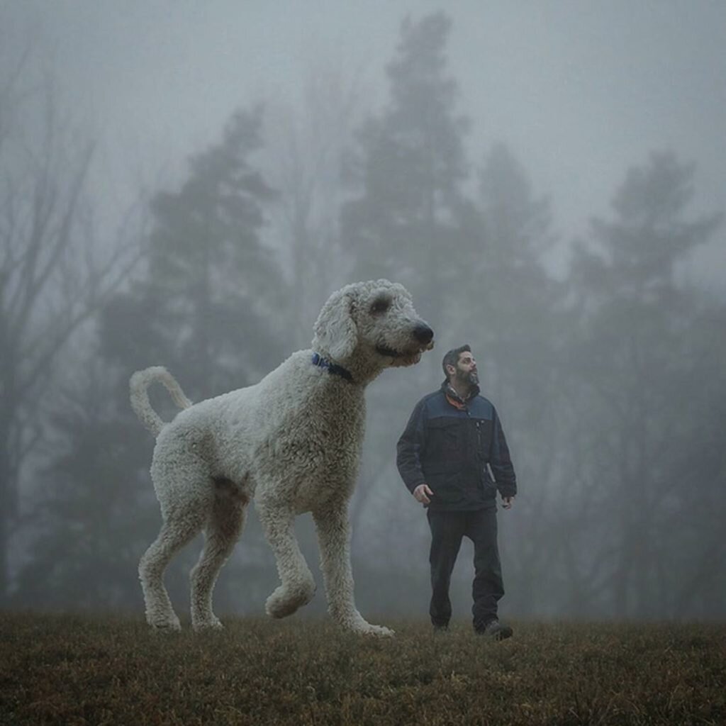 His dog is big. Гигантские собаки. Дудль собака. Кристофер собака. Гигантская собака фотошоп.