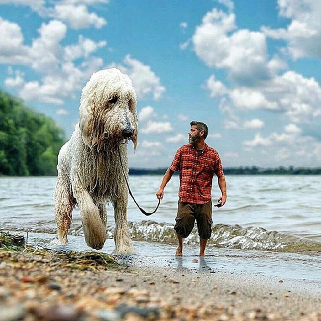 His dog is big. Собаки гиганты. Громадные собаки. Гигантский пес. Самая большая собака на земле.