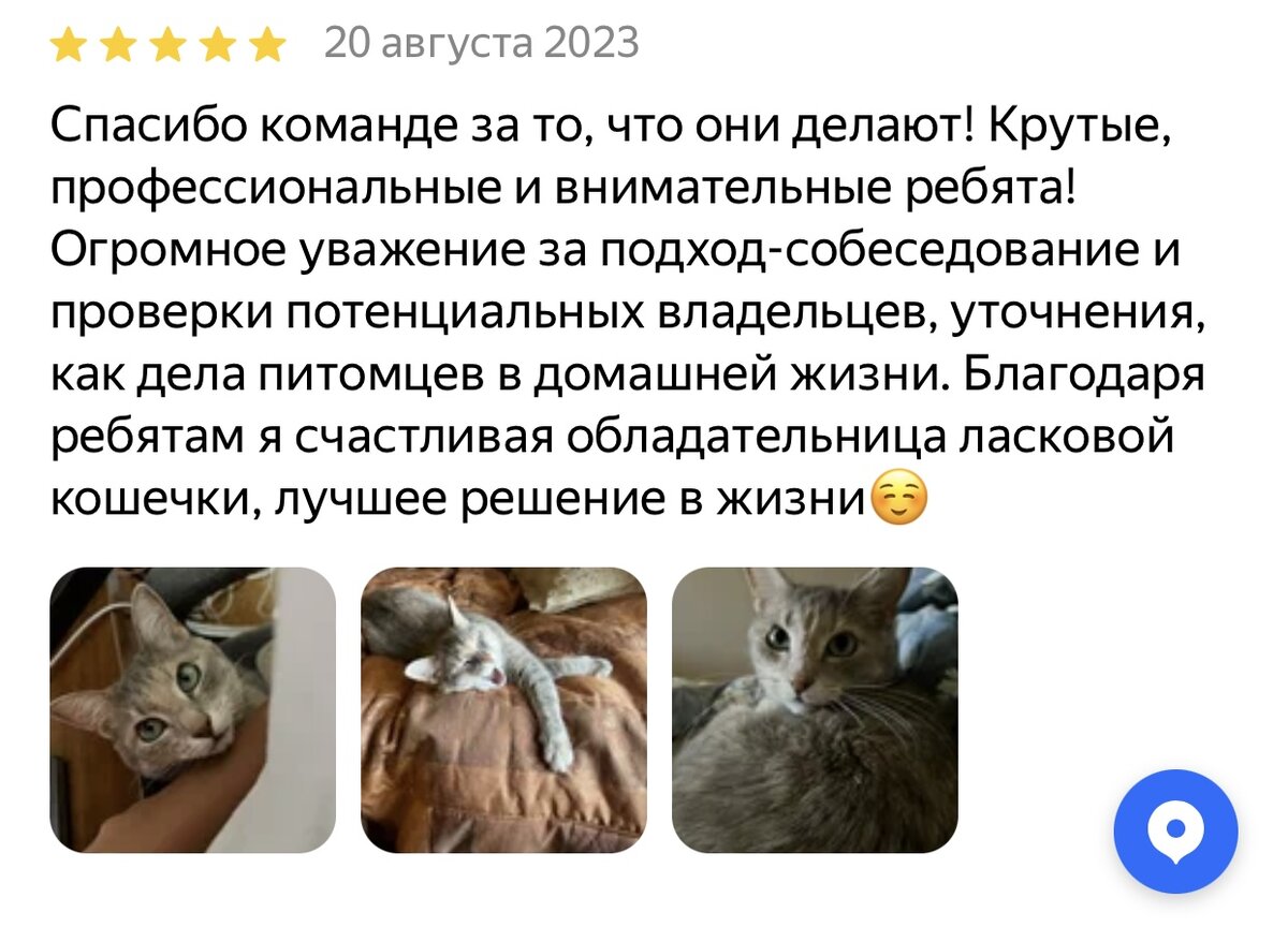 Настоящую статью иллюстрируют отзывы о нашем Центре помощи кошкам «Муркоша» на Яндекс Картах: https://yandex.ru/profile/1807729764.