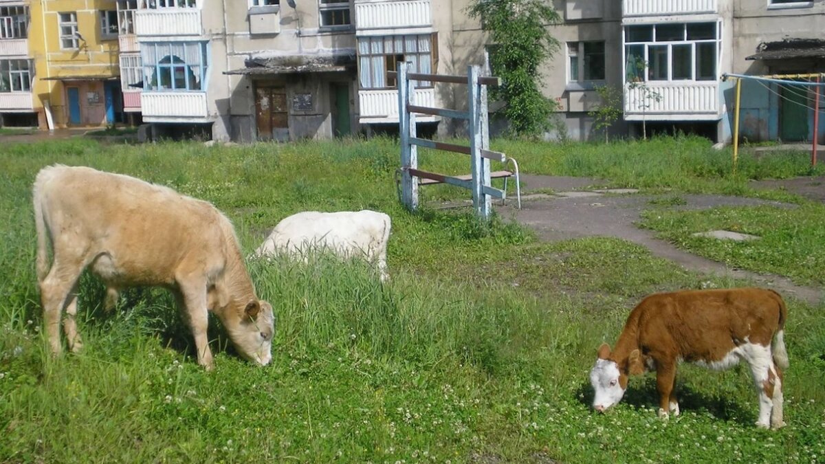 Разное ООО «Ваше Хозяйство» купить в Москве, цена в интернет-магазине