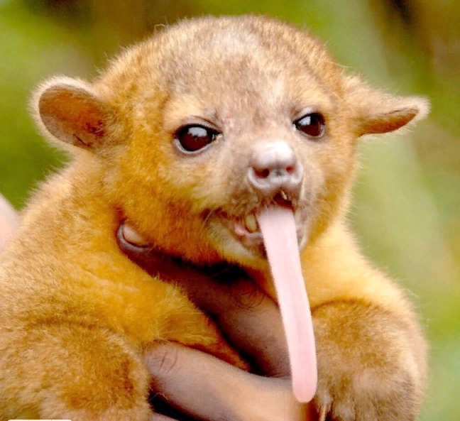 Цветочный медведь кинкажу Источник Яндекс картинки