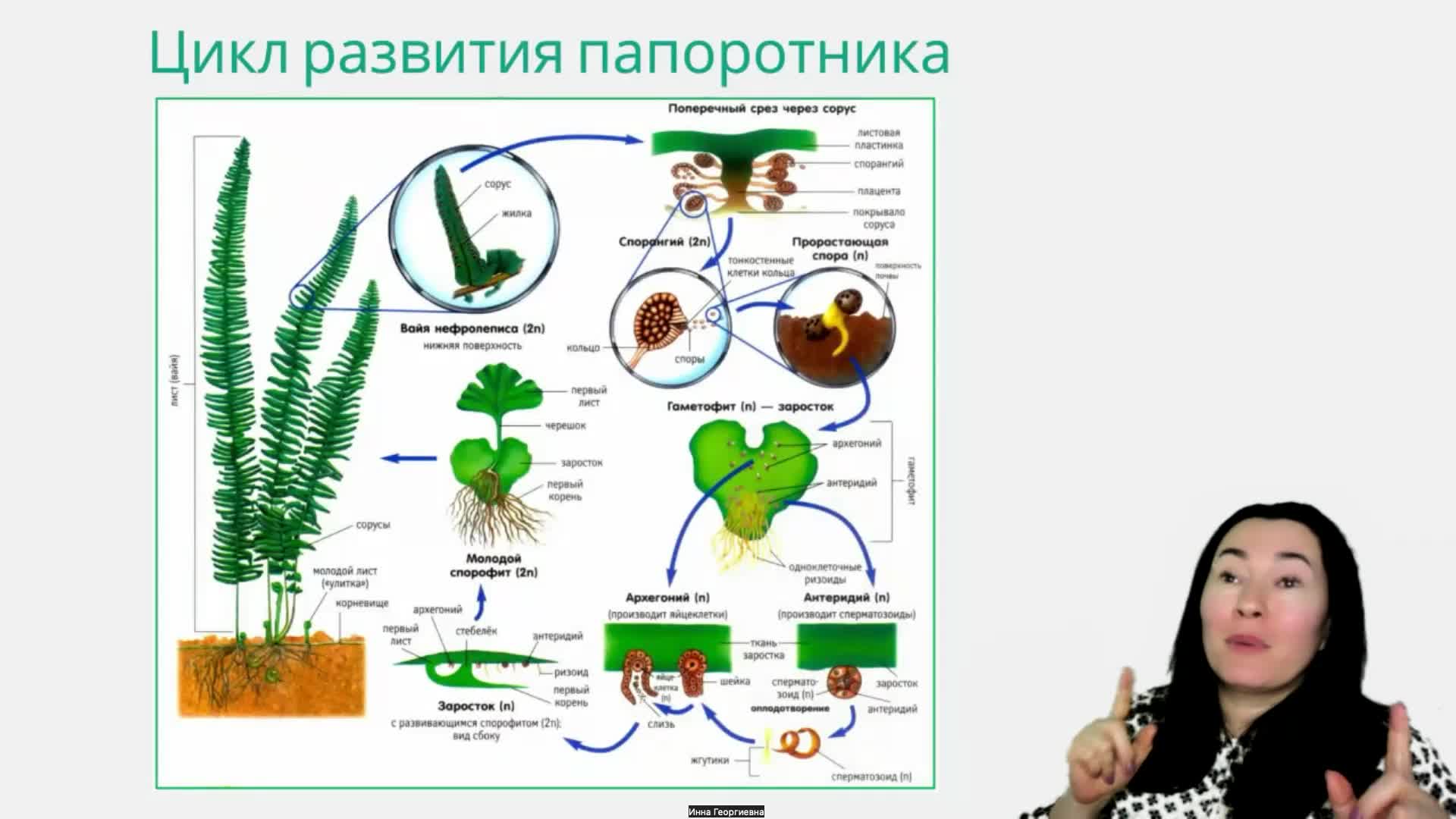 ЦИКЛ РАЗВИТИЯ ПАПОРОТНИКА