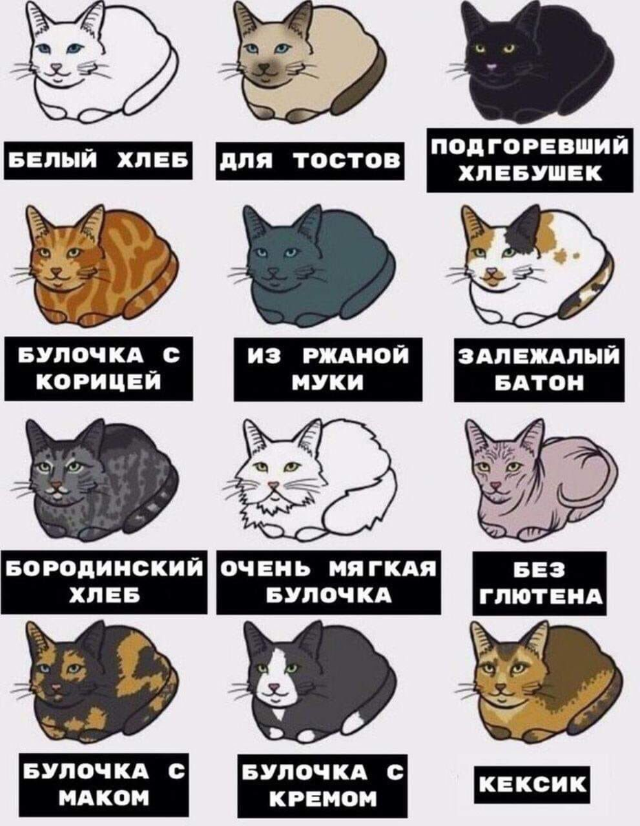 Почему кошек зовут кошками. Коты мемы. Какой у тебя кот. Какой кот хлеб. Котик Мем.