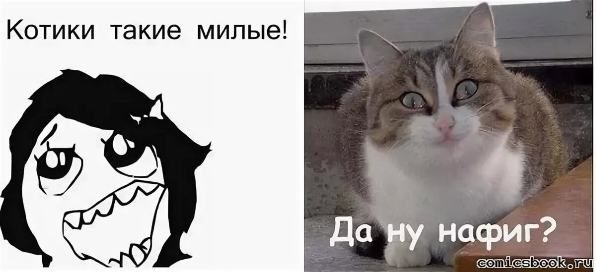 Мемы с котами без надписей на аву