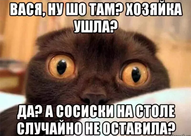 Мемы с котами и надписями на русском