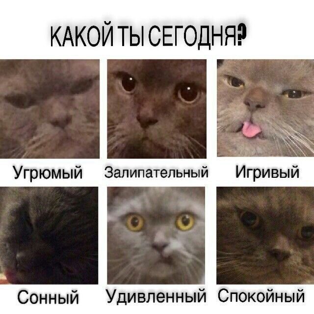 Мемы про котят. Мемы с котиками. Кот Мем. Меме сгетами. Грустные котики мемы.