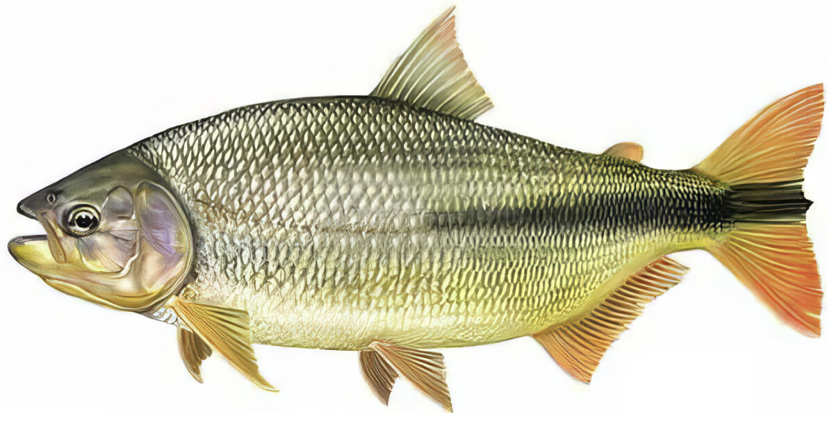 Brycon hilarii