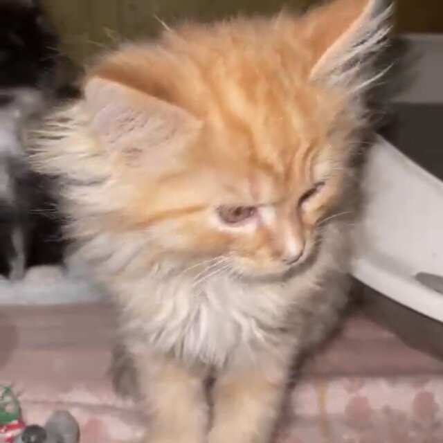 И так правописание. Итак сижу. Как писать итак или и так. Итак. Давай мириться.