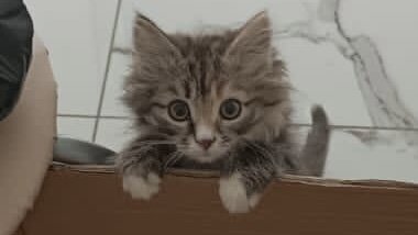 задача решение в артеке за круглым столом оказалось пятеро ребят. их оказалось пятеро. логические задачи с таблицей. однажды за круглым столом оказалось пятеро ребят. задачи по информатике табличный способ решения задач.