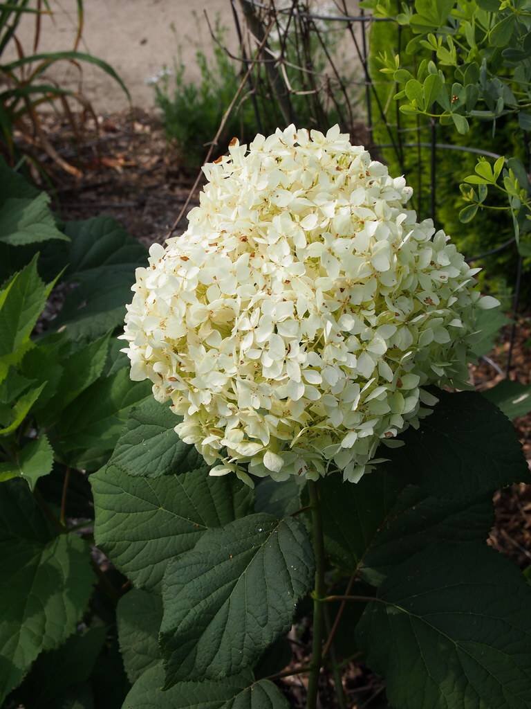 Фото Perenual 