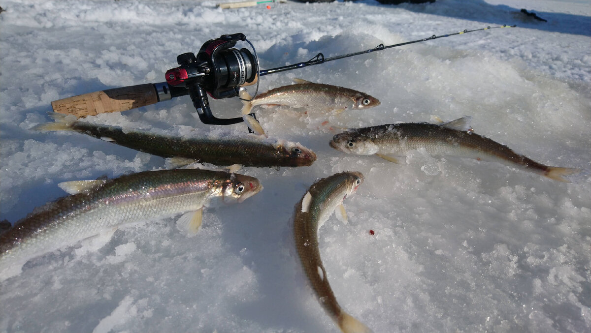 таблица приливы и отливы в архангельске на 2021. приливы и отливы в архангельске соломбала. таблицы приливов и отливов архангельск 2024. таблицы приливов и отливов архангельск 2024. таблицы приливов и отливов архангельск 2024.