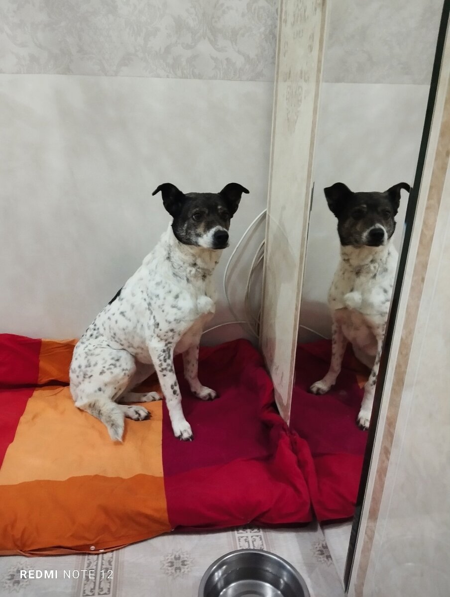 Собака не идет в будку. Будка для собаки. Будка мыши. Будка для собаки старая. Собака в конуре зимой.