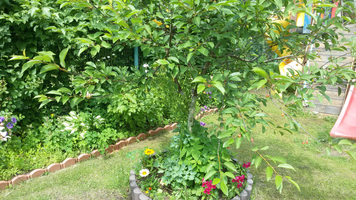 Клумба под вишней, это пока аквилегия не разрослась