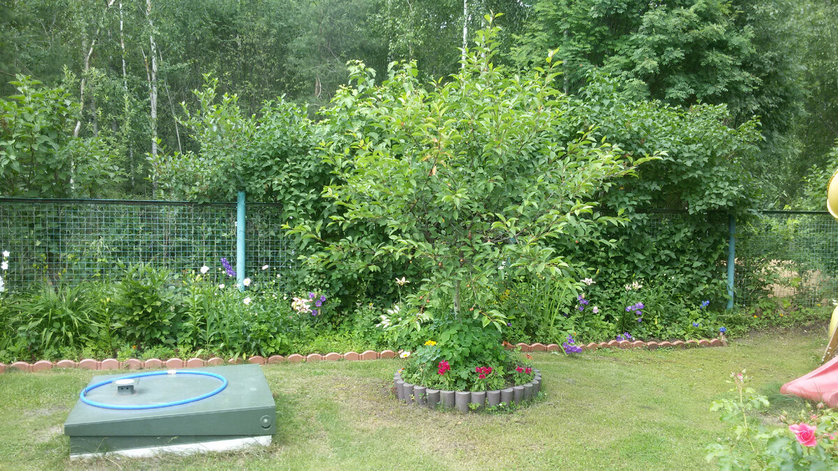 Нет. Я точно ненормальная дачница | уДачный сезон у Надежды | Дзен