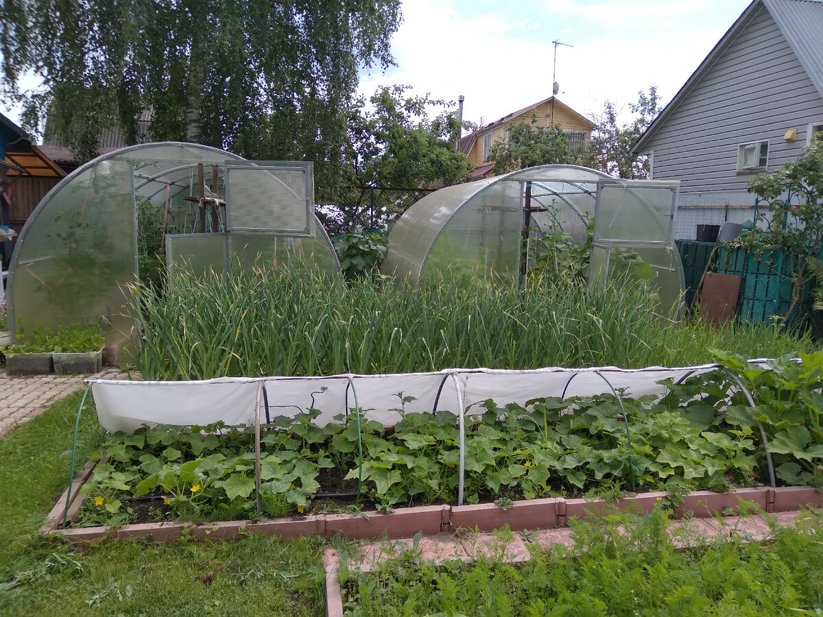 Нет. Я точно ненормальная дачница | уДачный сезон у Надежды | Дзен