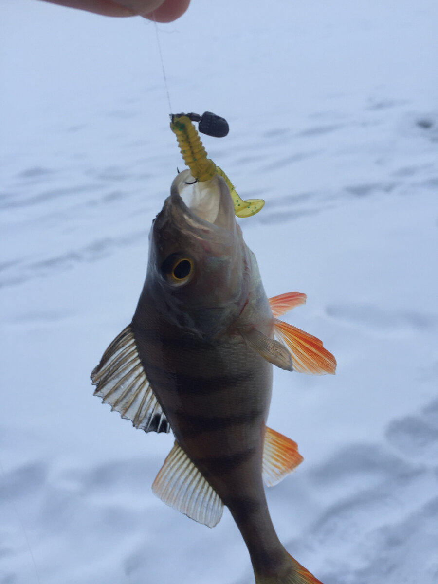 Окунь на оснастку #ДжигРиг