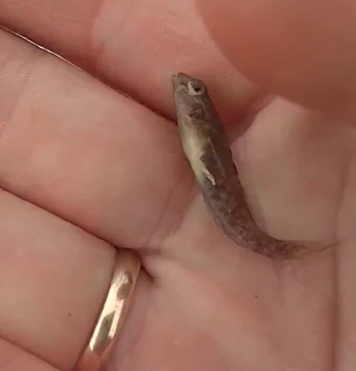 #малек бычка, любимая еда окуня