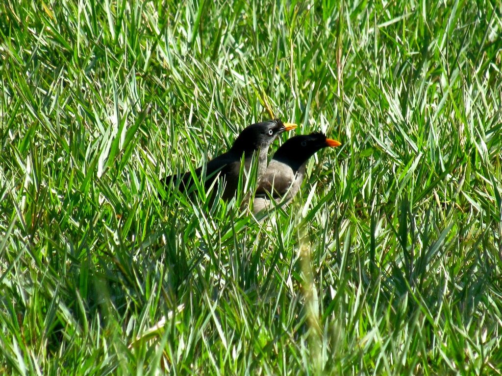 Гармония животных. Девочка и лисенок фильм 2007. Человек в лесу с животными. Собака и человек дружба. Marcel van luit животные.