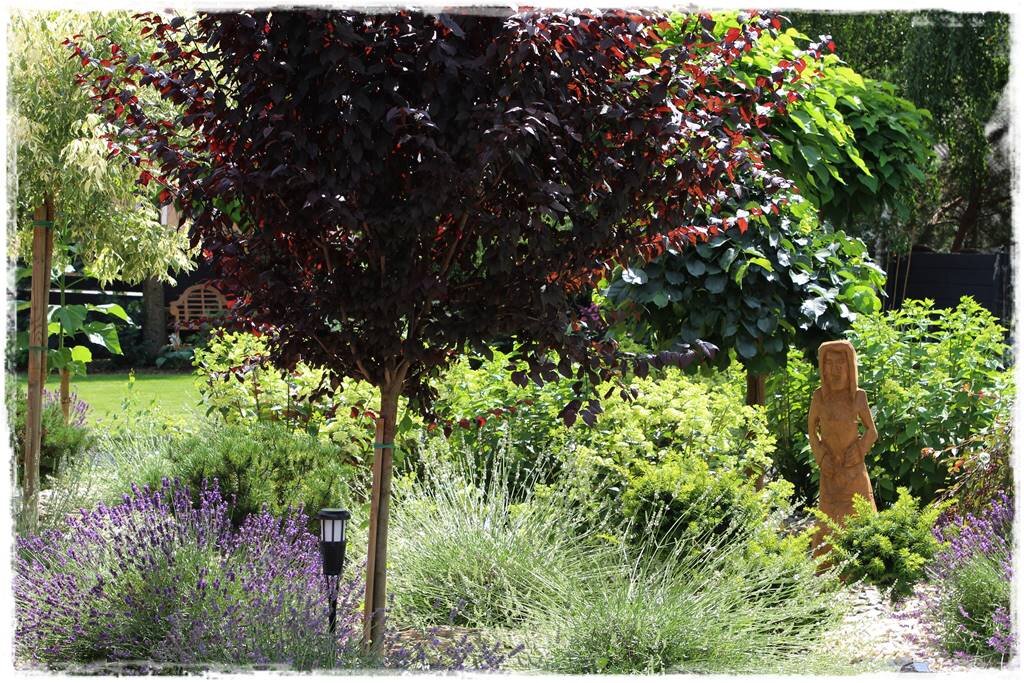 липа мелколистная изгородь. туя даника изгородь. мульчирование приствольного круга туи. липа мелколистная изгородь. сажать деревья.