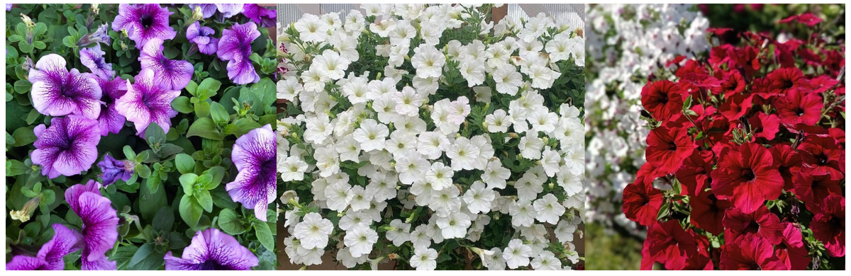 Сейчас огромное разнообразие семян. Для хорошей рассады нужно выбрать качественного поставщика.