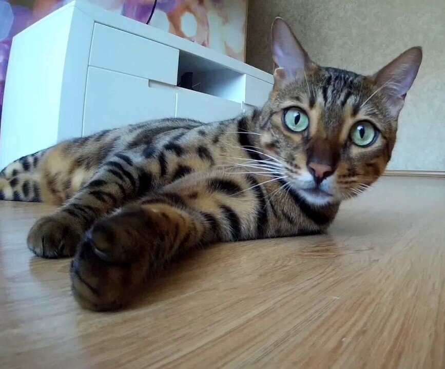 Мой кот Тайсон