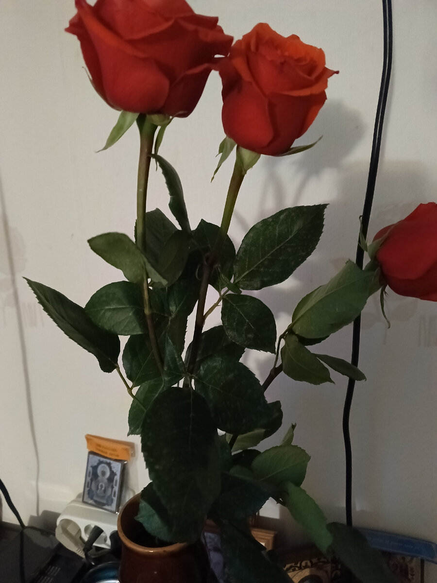 фото автора: цветы от моей сестры на день рождения, любуюсь. Она меня всегда понимает