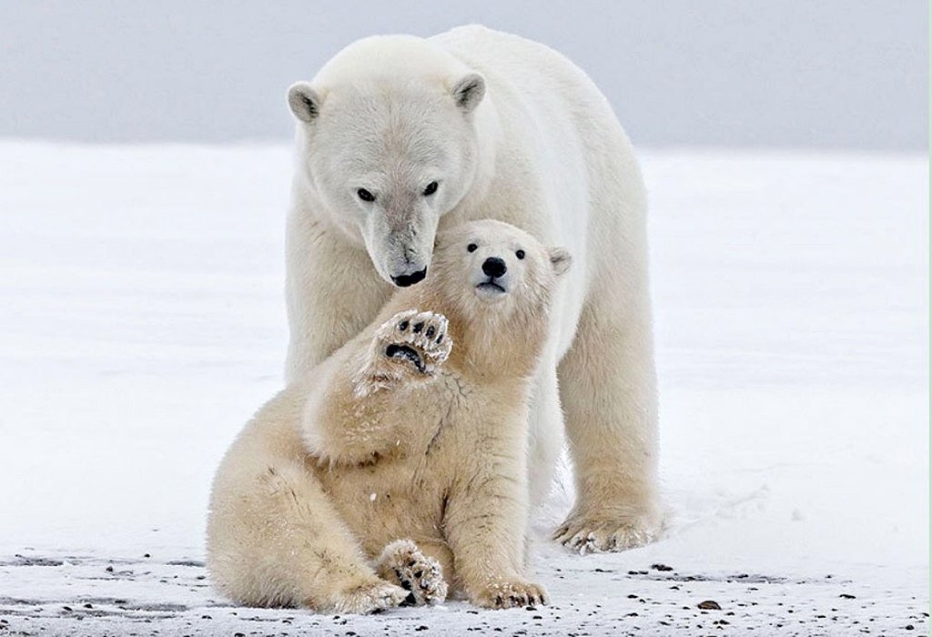 Фото из Яндекс Картинок