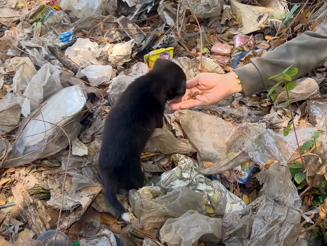 добрые дела. добрые поступки. люди которые спасают животных. поступок животный. милосердие к животным.