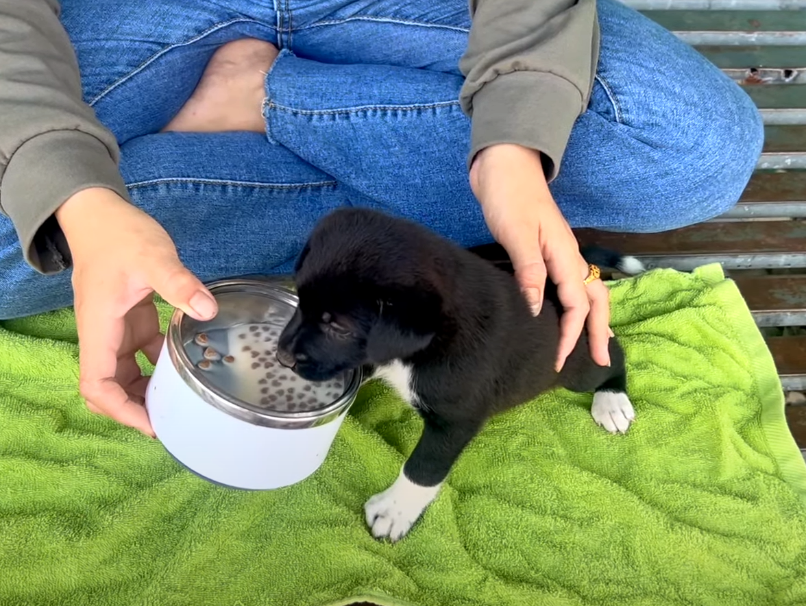 Elisabeth jerichau baumann картины. (1840-1920). брайтон ривьер девочка с собакой. брайтон ривьер (briton riviere) (1840-1920) (8). художник дональд золан.