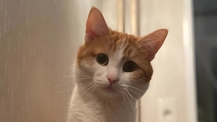    Кот Твикс растопил сердца жителей страны