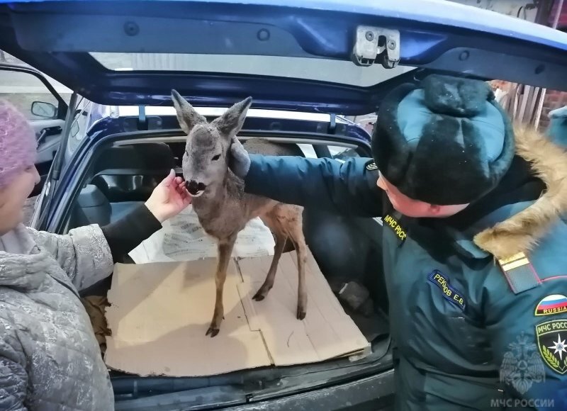 фотки. досаево красноармейский район чувашия. деревня поповка заинский район. наводнение в парке йеллоустоун. наводнение уссурийск 2015.