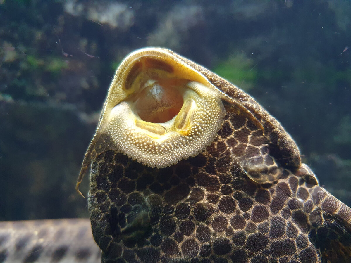 "Ну зачем нам больной мальчик, Лара?" | Блог акушера | Дзен