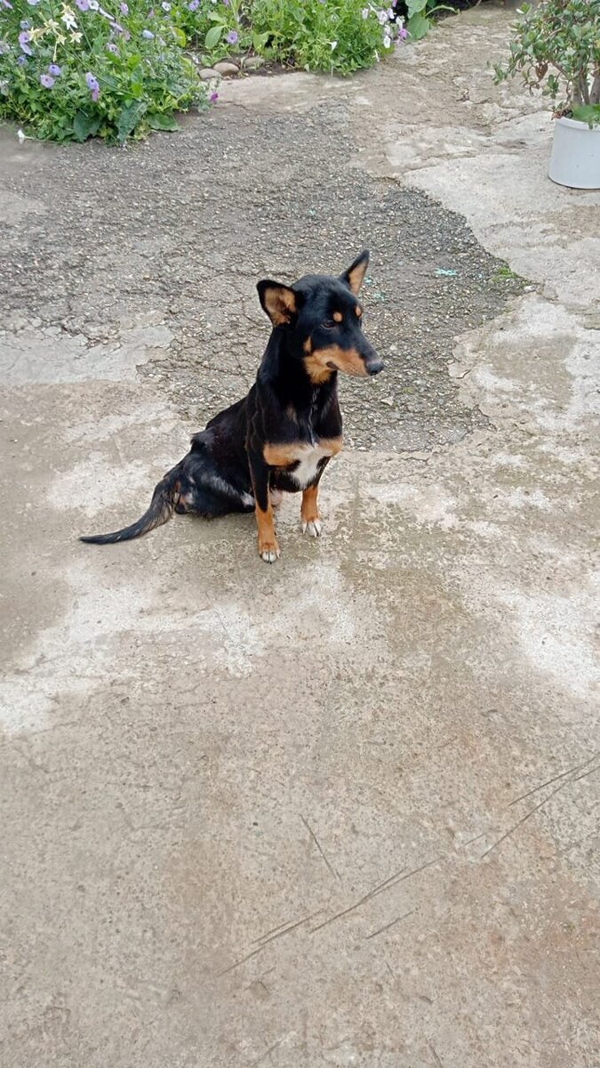 укол инсулина. укол в бедро внутримышечно. инъекция внутримышечно в ягодицу. введение инсулина подкожно в живот. прожить колоть.