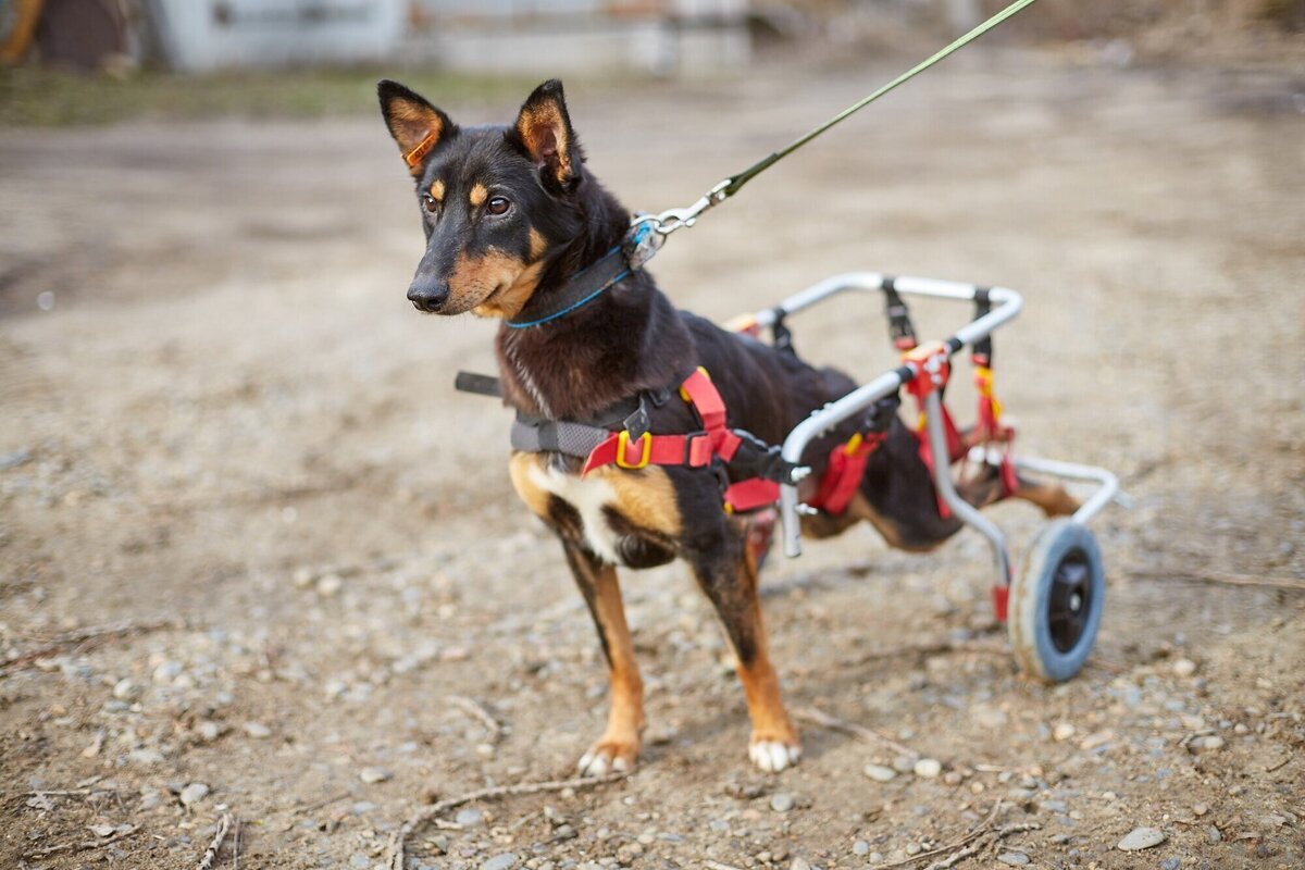 Что останавливает развитие человека. Сайт живи стоя. Живи стоя официальный сайт. Живем стоя мебель. Парта-конторка «эврика».