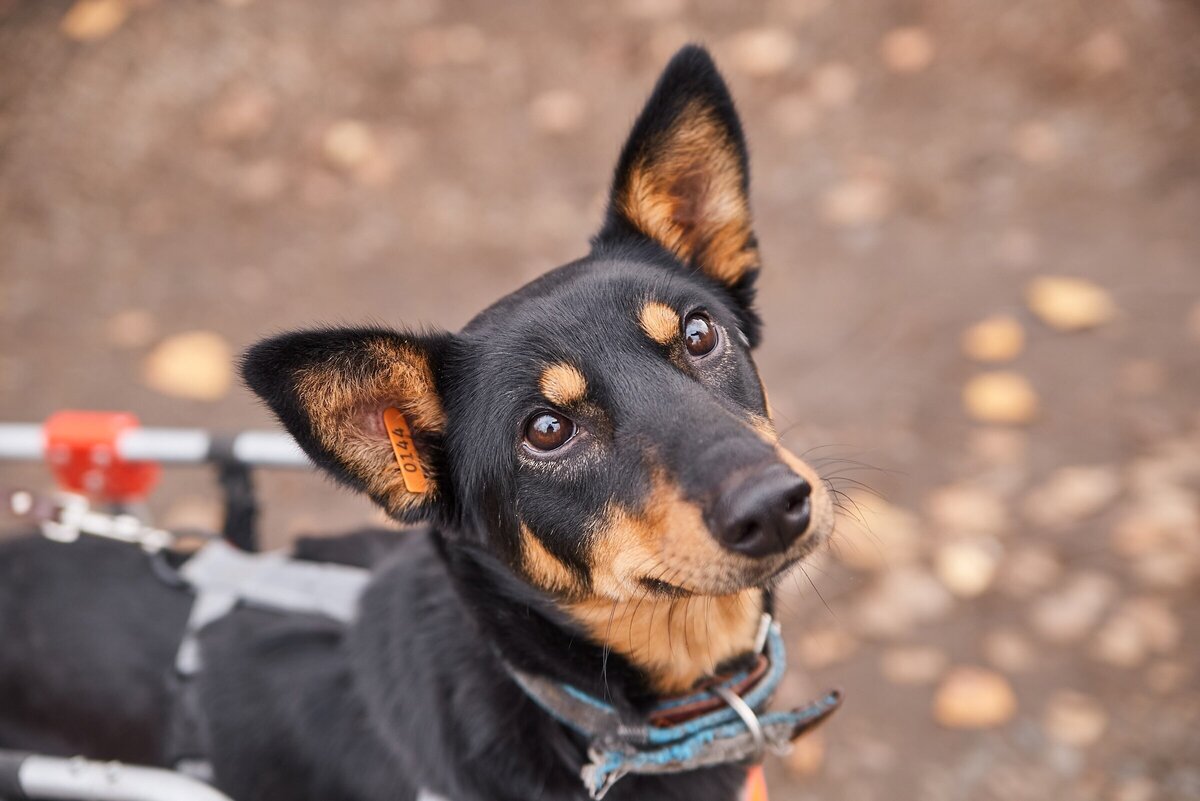 максимальная скорость собаки. одновременно навстречу друг другу выползли. черепаха ползет со скоростью. из двух городов одновременно навстречу друг другу выехали два. две черепахи ползут навстречу друг другу.