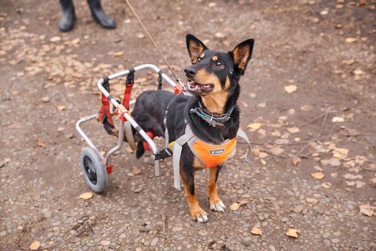 Как колоть собаку. Укол собаке внутримышечно в холку. Внутримышечно собаке укол внутримышечно. Внутримышечно собаке укол внутримышечно. Укол собаке внутримышечно в бедро.