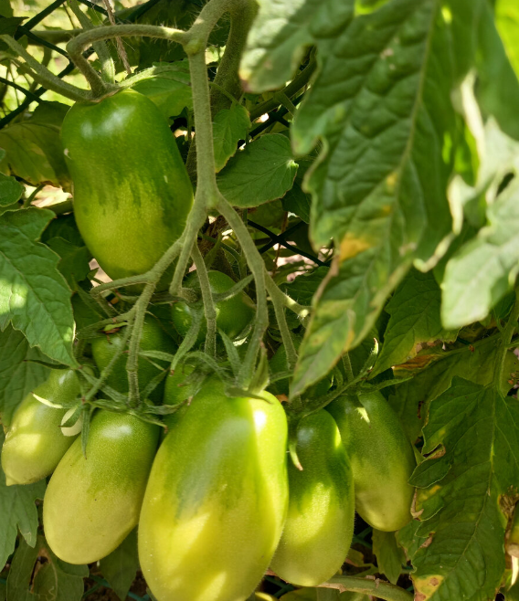 Щедрая сливка Тарасенко - чтобы она стала щедрой, надо и поработать...Но урожай был отменный