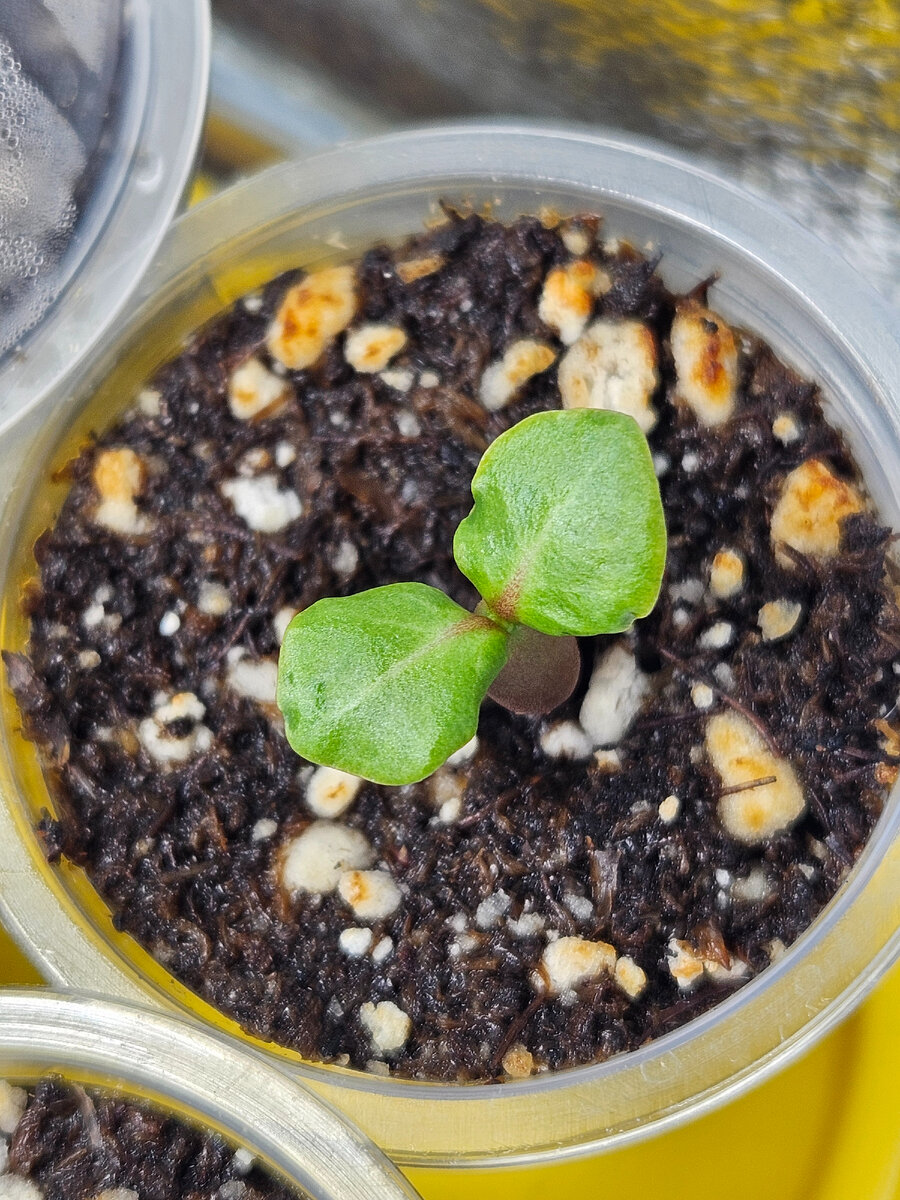 Стандарт, два семядольных листика.