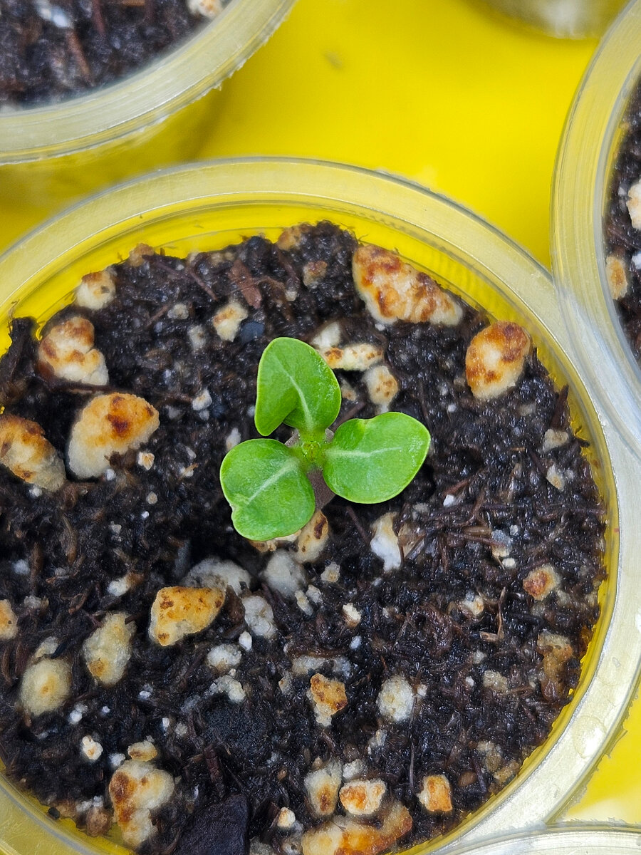 Счастливый трехлистный Адениум. 