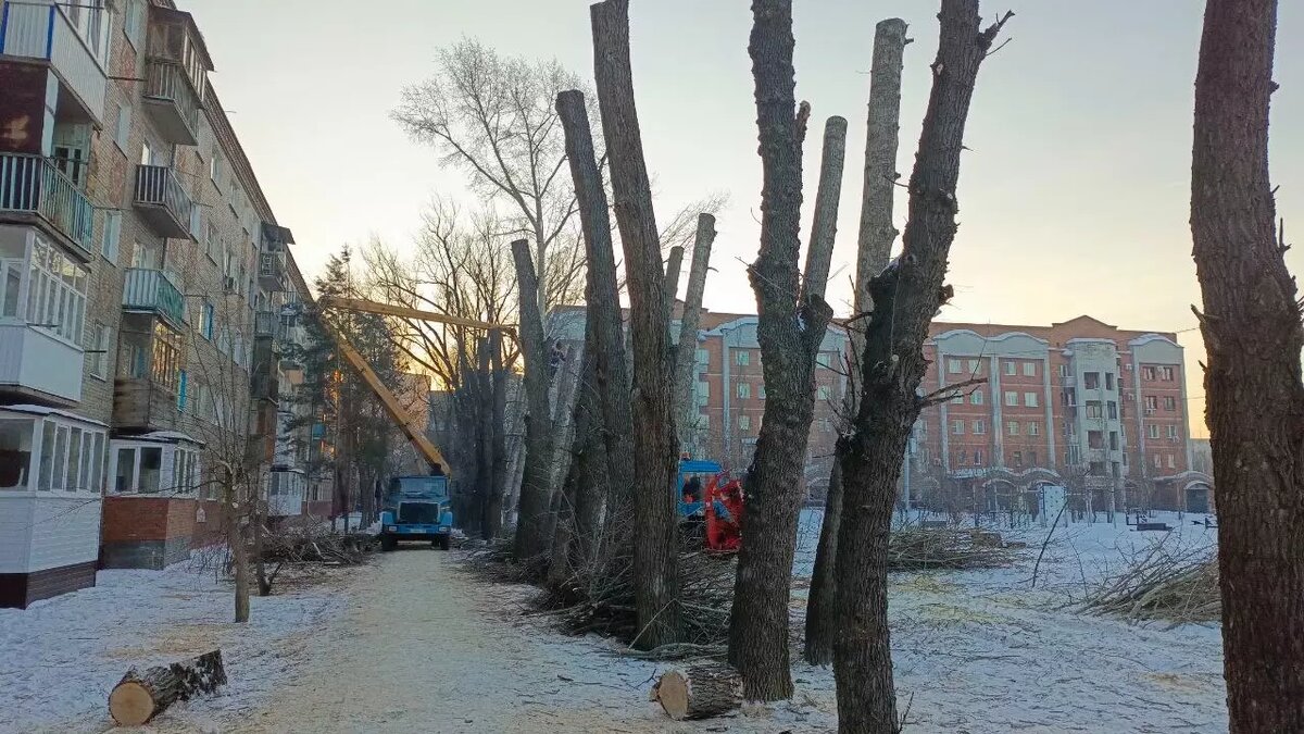     Также часть вязов необходимо будет кронировать.