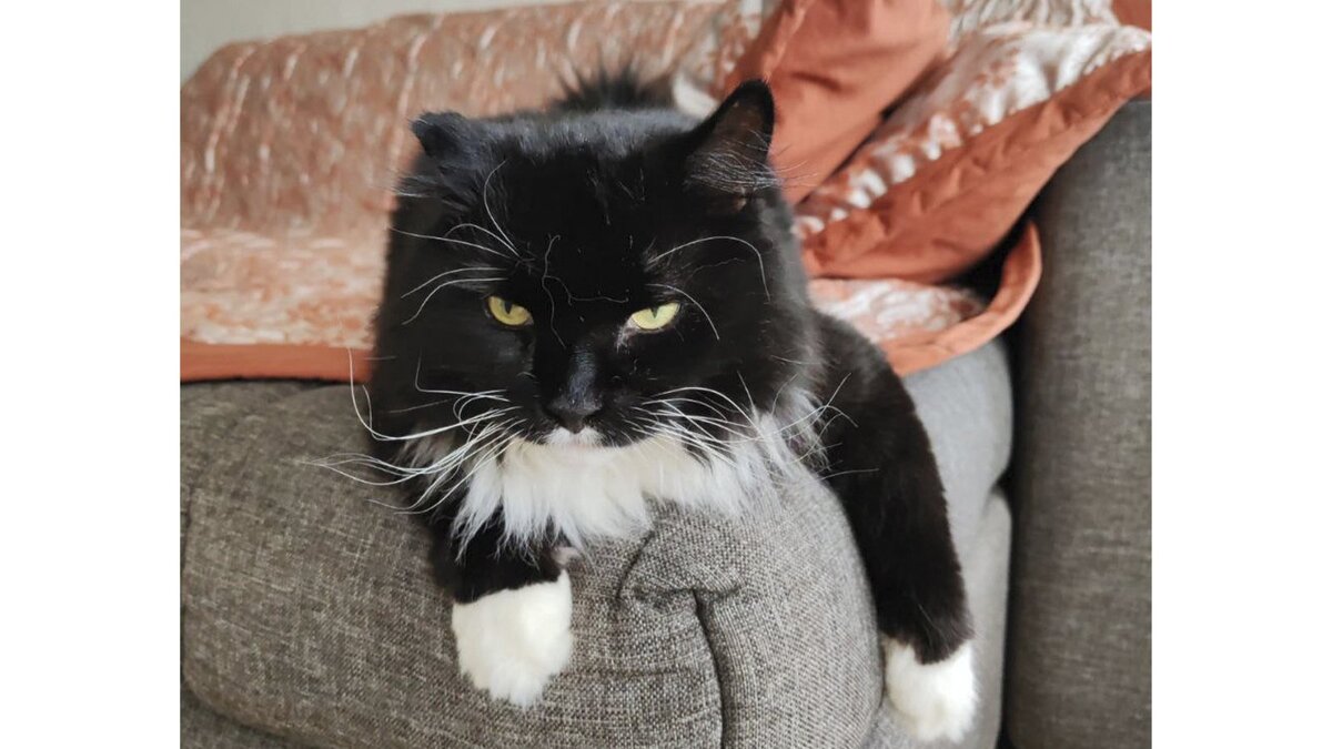 Душа кота. Кошачья душа. Коты воители воробей и половинка луны. Котенок купается. Кошачья душа.