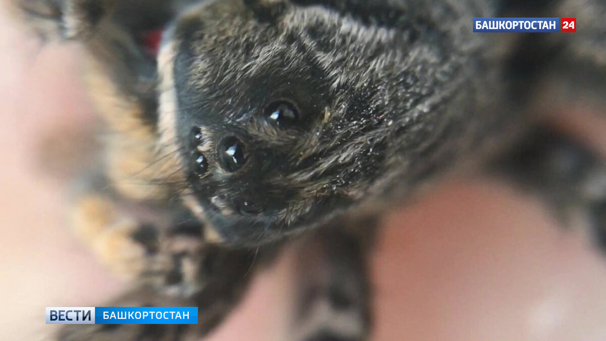    Жители многоэтажки в уфимской Черниковке обнаружили тарантула